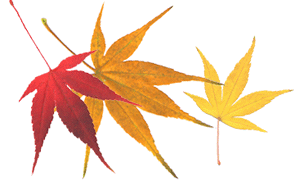 maple leaves